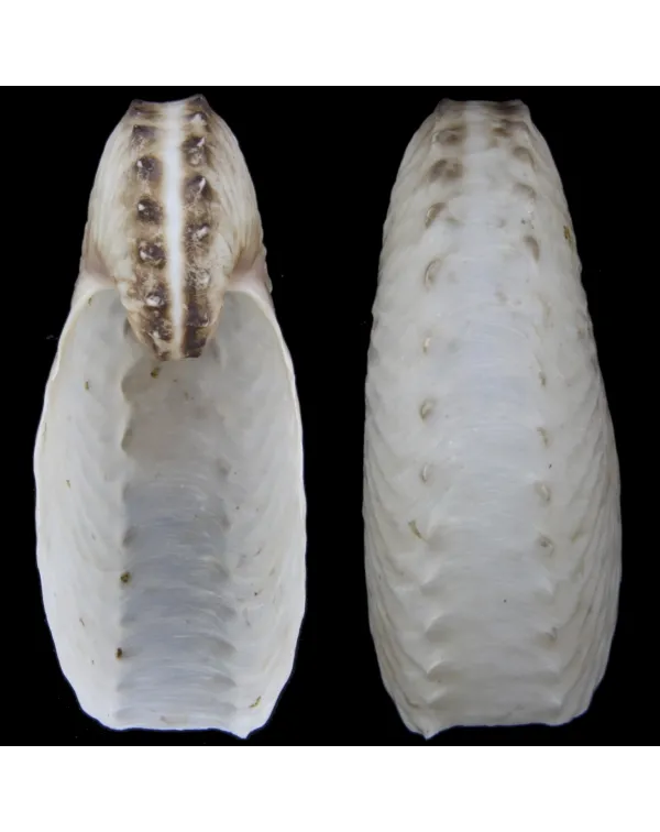 Argonauta Hians