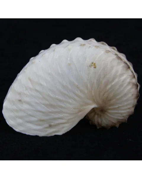 Argonauta Hians
