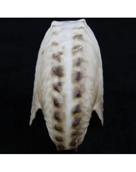 Argonauta Hians