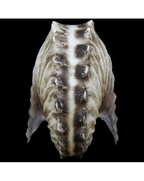 Argonauta Hians