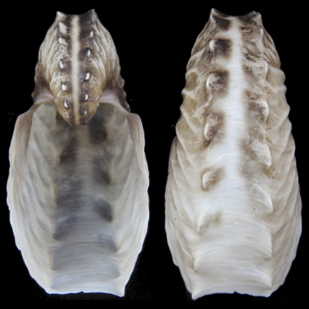 Argonauta Hians