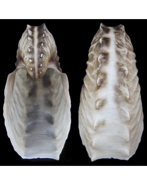 Argonauta Hians