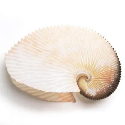  Argonauta Argo