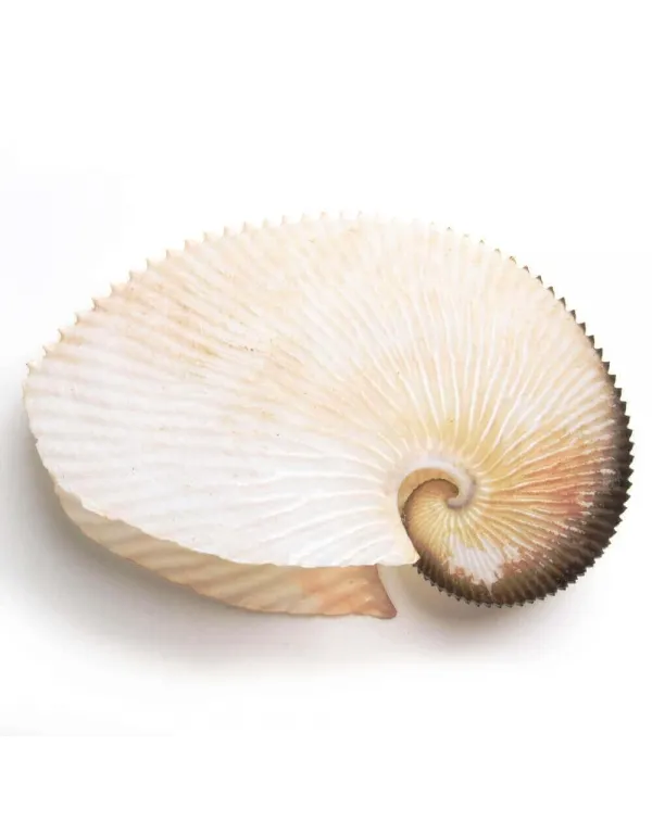  Argonauta Argo
