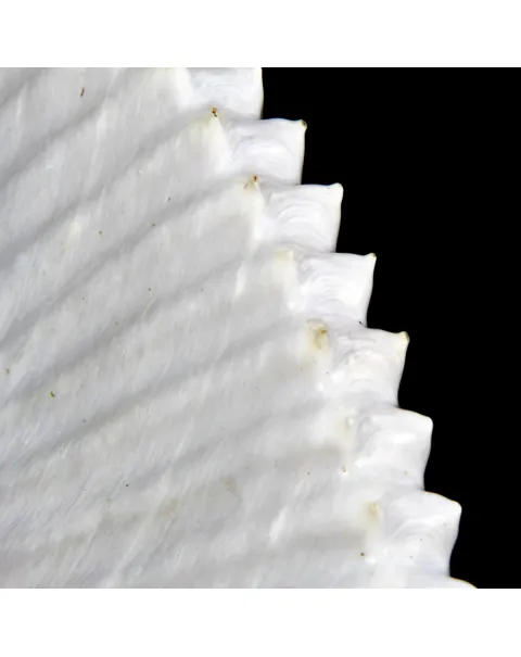 Argonauta Argo