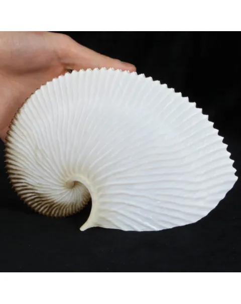 Argonauta Argo