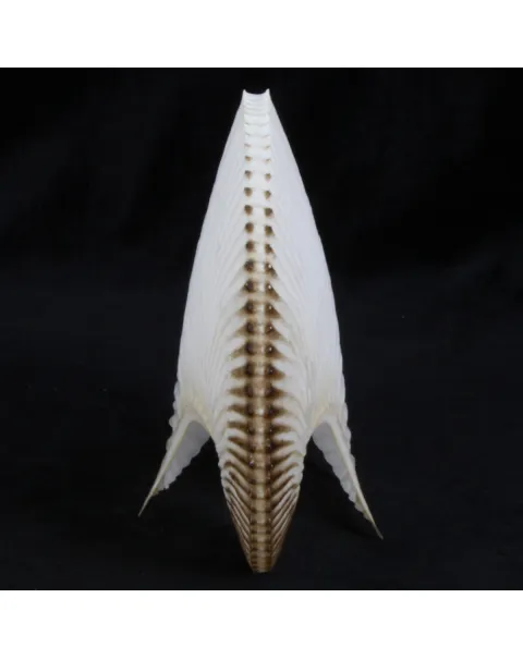 Argonauta Argo
