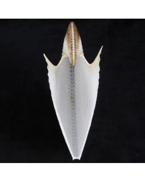 Argonauta Argo
