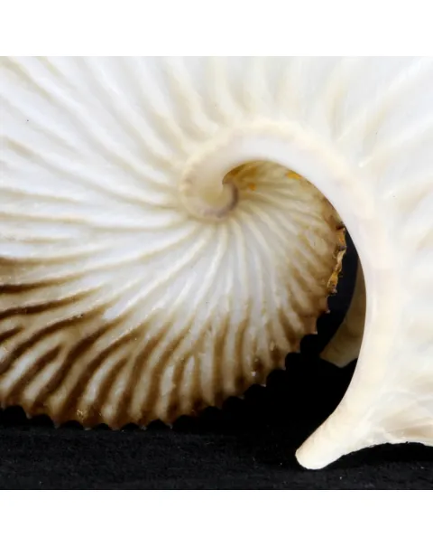Argonauta Argo