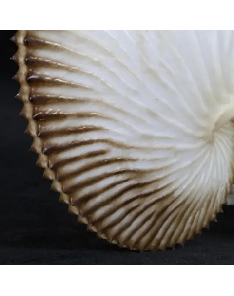 Argonauta Argo