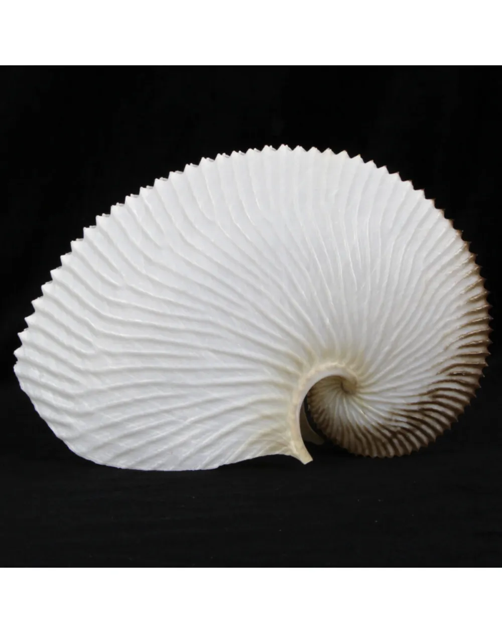 Argonauta Argo