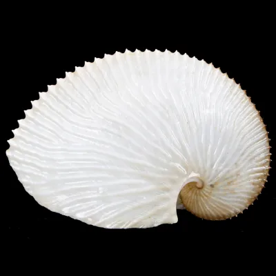 Argonauta Argo
