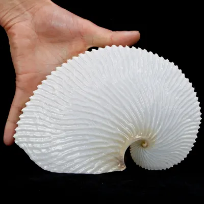 Argonauta Argo