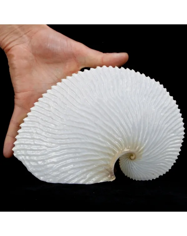 Argonauta Argo