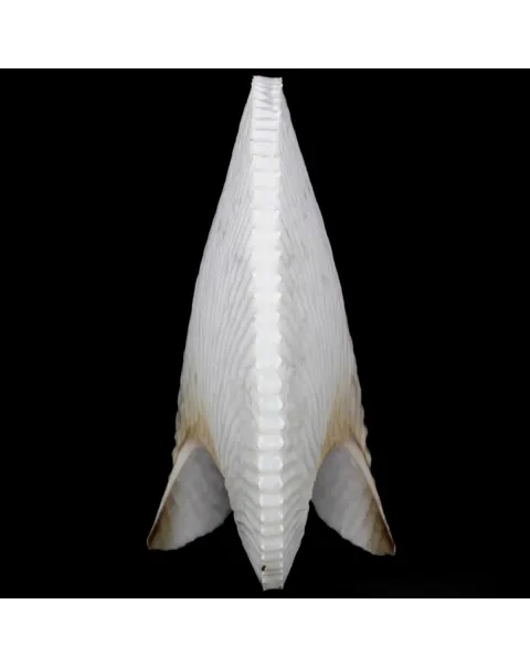 Argonauta Argo