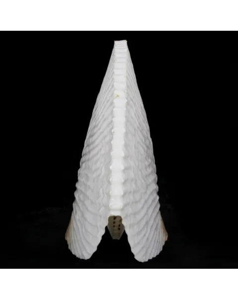 Argonauta Argo