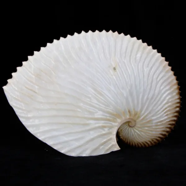 Argonauta Argo
