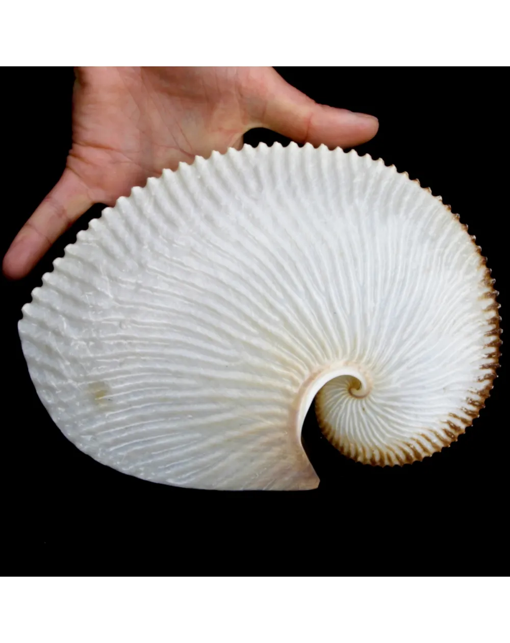 Argonauta Argo XL
