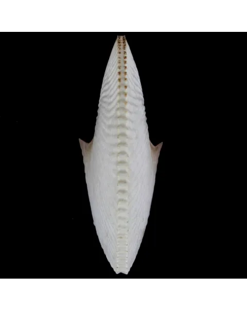 Argonauta Argo XL