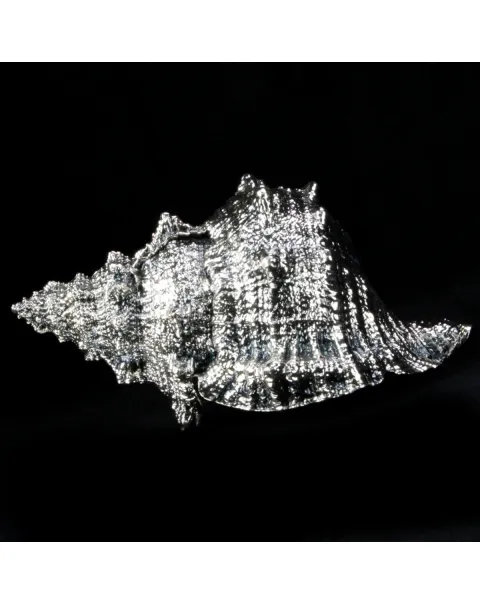 Tutufa Bubo Argentata