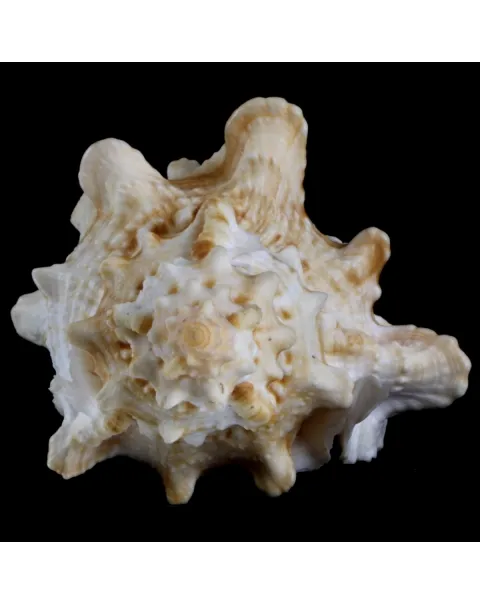 Tutufa Bufo