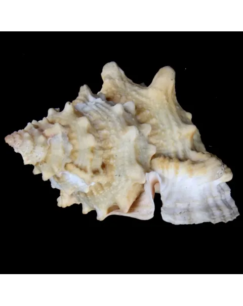 Tutufa bufo