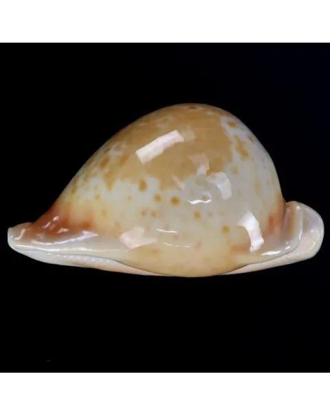 Cypraea Armeniaca