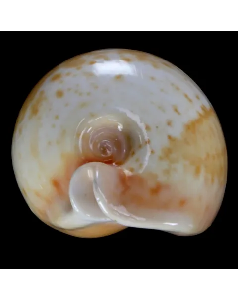 Cypraea Armeniaca