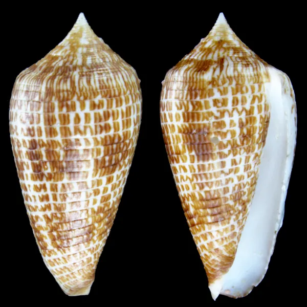 Conus Armadillo
