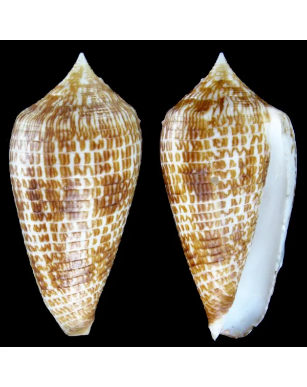 Conus Armadillo