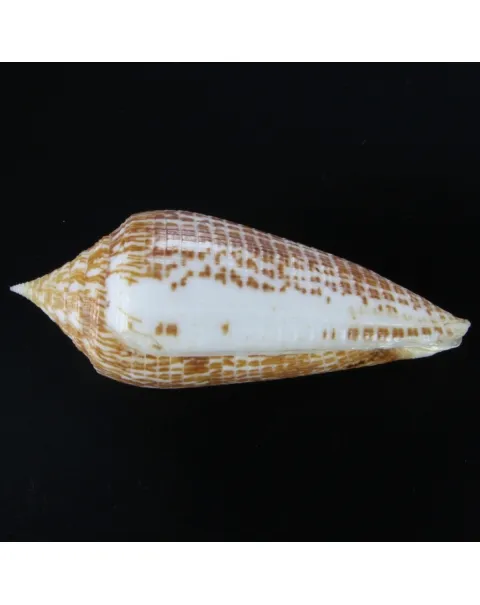 Conus Armadillo