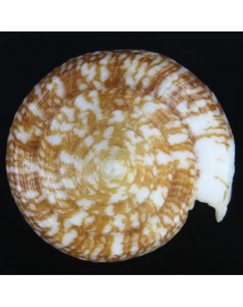 Conus Armadillo