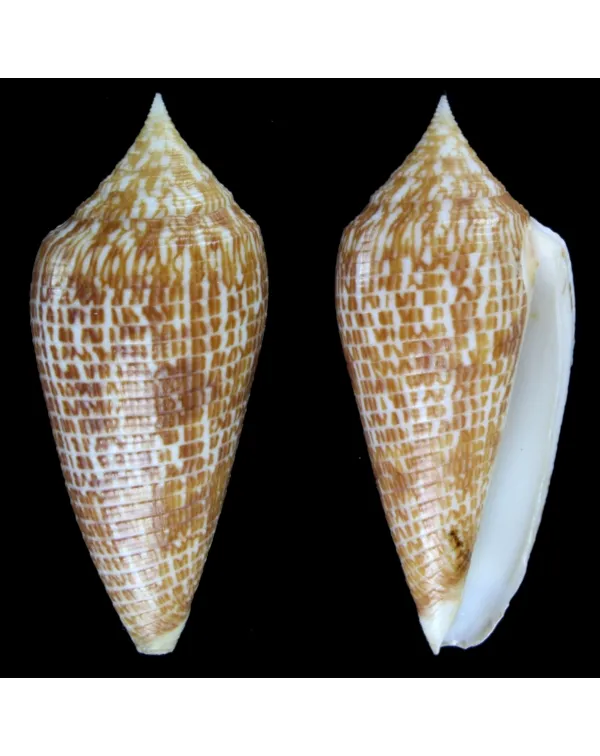 Conus Armadillo