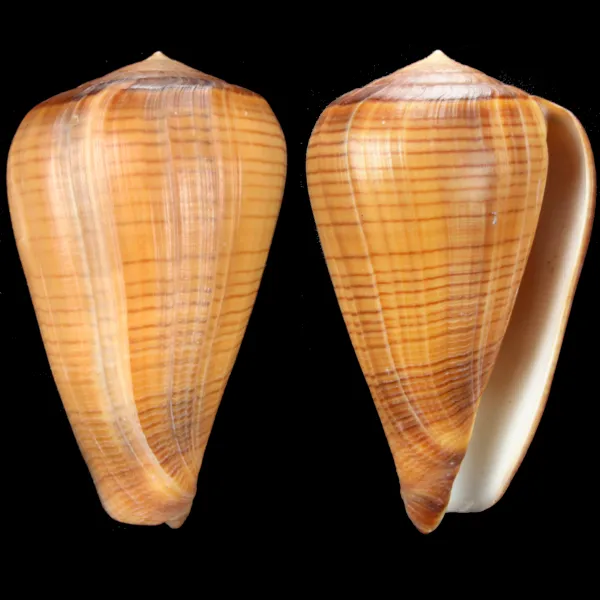 Conus Betulinus f. Deprehendens