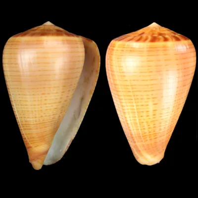 Conus Betulinus f. Deprehendens