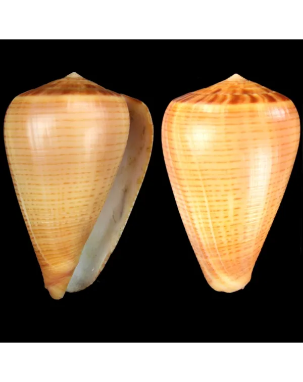 Conus Betulinus f. Deprehendens