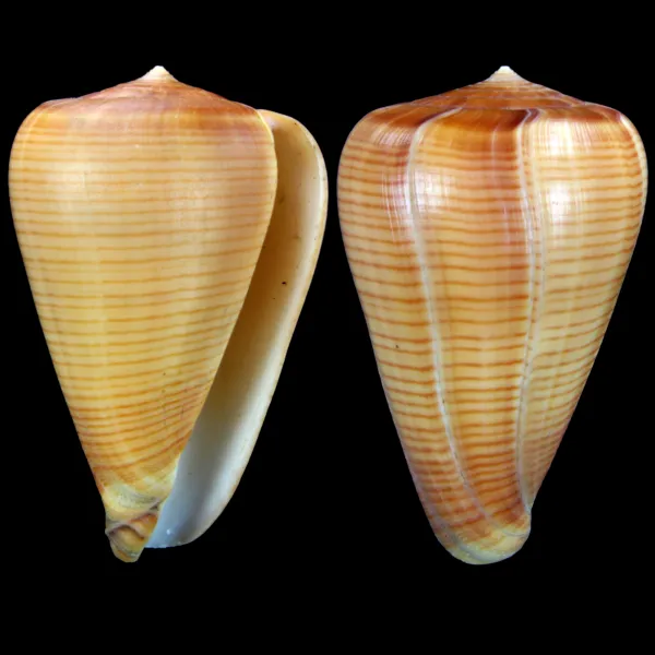 Conus Betulinus f. Deprehendens
