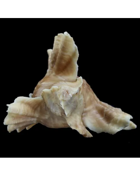 Ceratostoma Burnetti