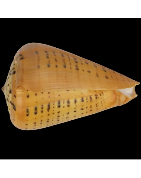 Conus Betulinus