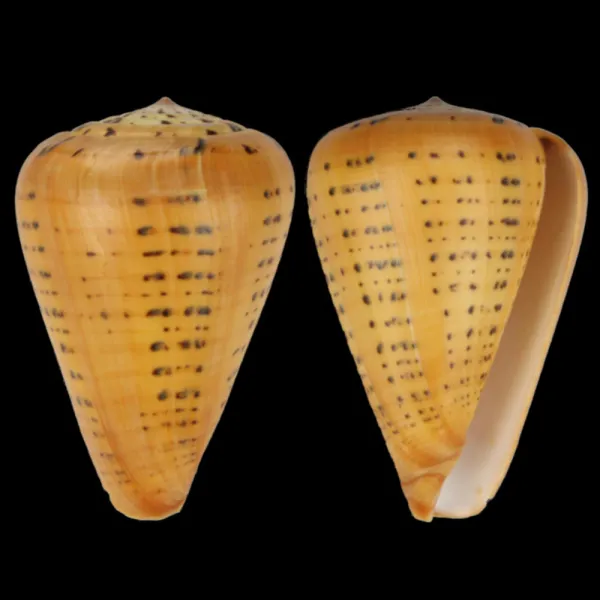Conus Betulinus