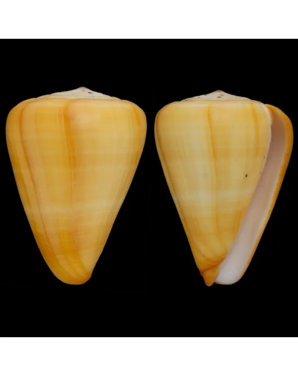Conus Betulinus
