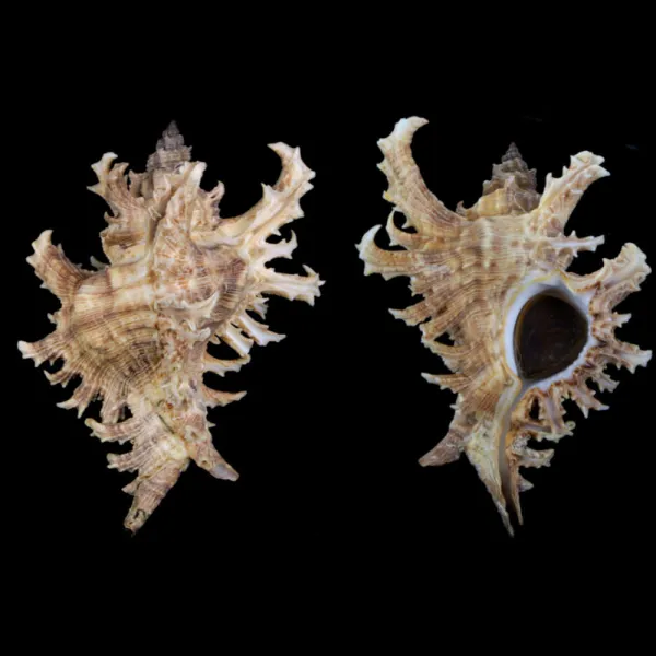 Chicoreus Brevifrons