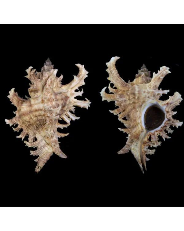 Chicoreus Brevifrons