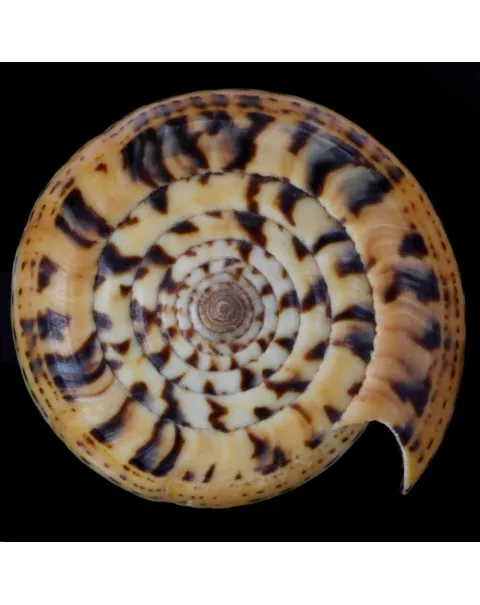 Conus Betulinus