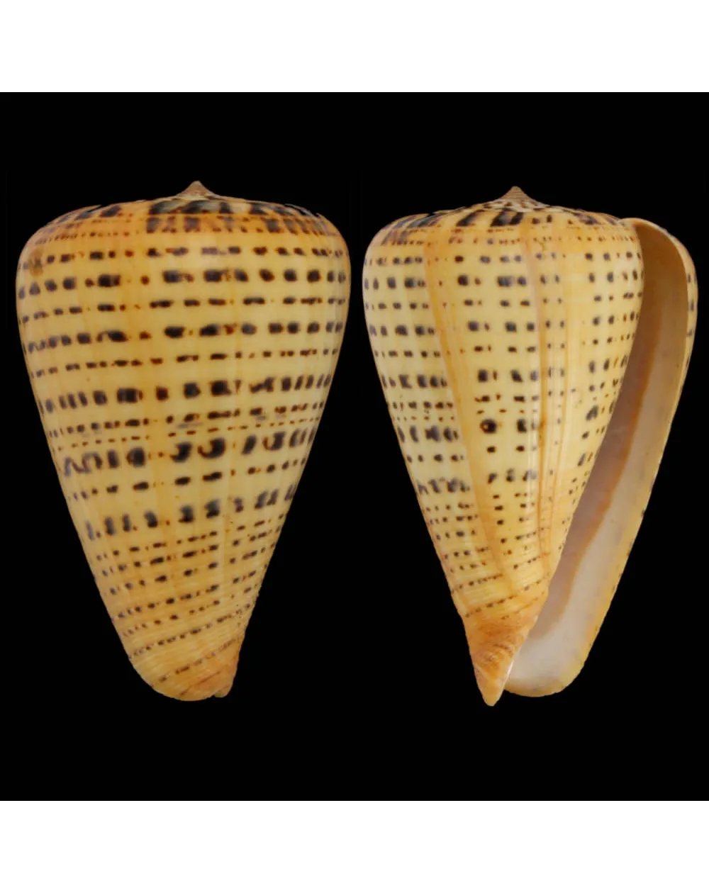 Conus Betulinus
