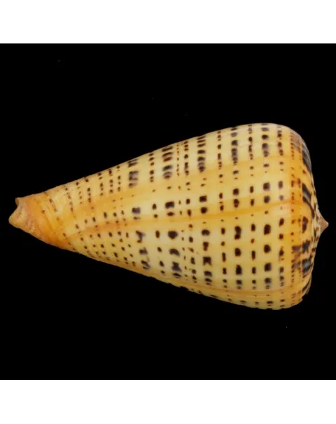 Conus Betulinus