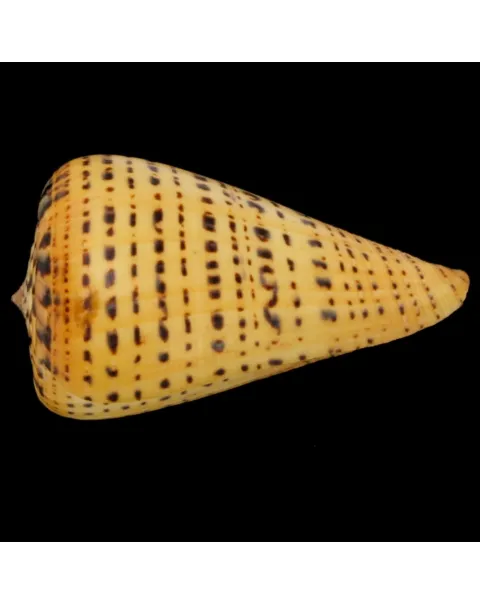 Conus Betulinus