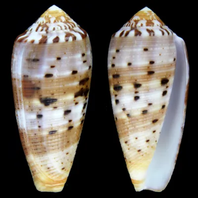 Conus Circumcisus