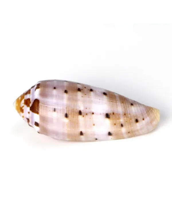 Conus Circumcisus