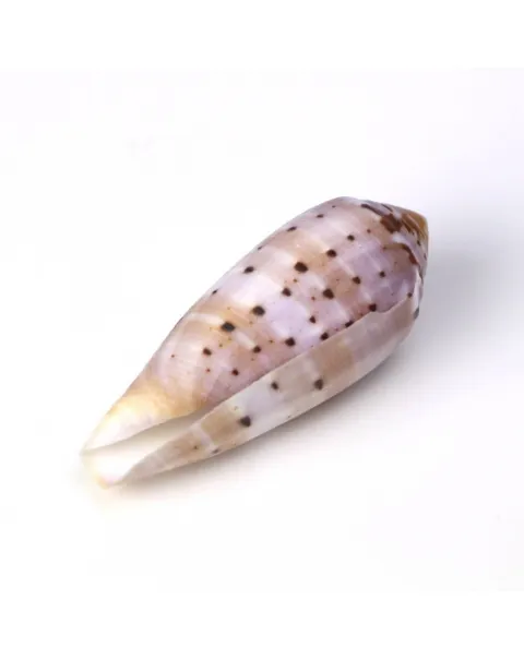 Conus Circumcisus